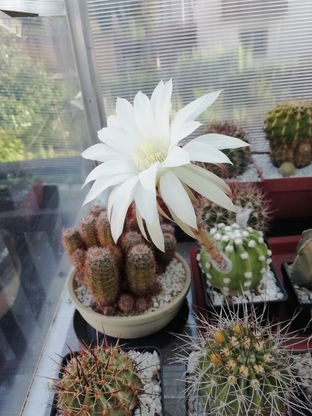 Echinopsis subdenudata  - 27