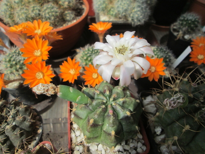 Gymnocalycium damsii  - 15