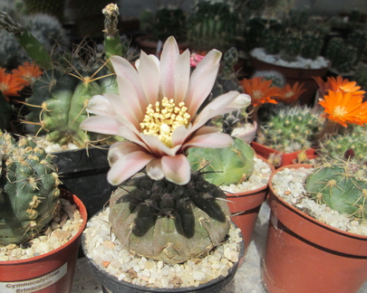 Gymnocalycium erinaceum  - 09