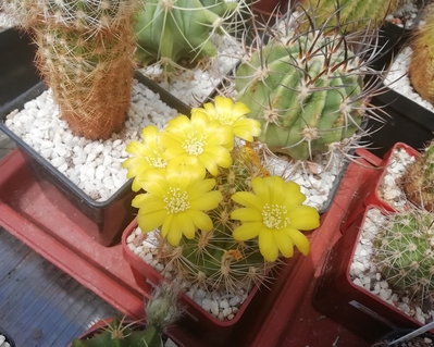 Rebutia neocumingii subs.Pilcomayensis  - 02