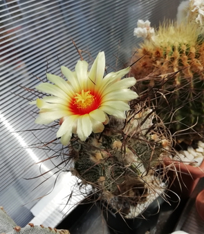 Astrophytum capricorne 05