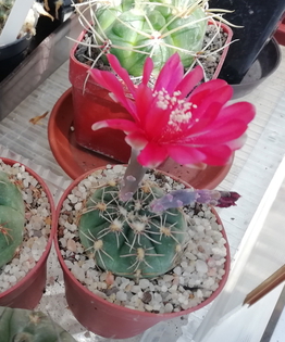 Gymnocalycium damsii  - 01