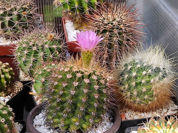 Acanthocalycium violaceum  04