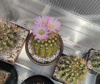 Acanthocalycium violaceum  07