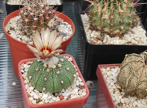 Astrophytum asterias 03
