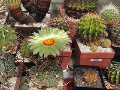 Astrophytum capricorne  02