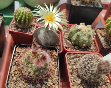 Astrophytum coahuilense  06