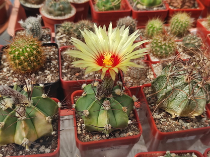 Astrophytum multihybrid  09