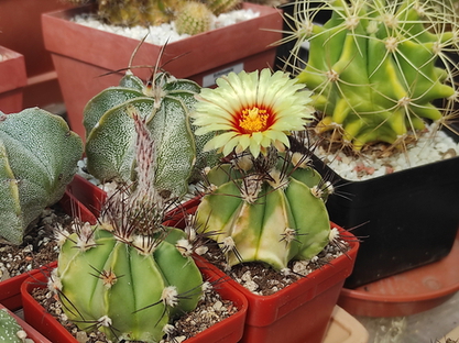 Astrophytum multihybrid  19