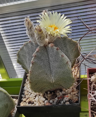 Astrophytum Myriostigma   01