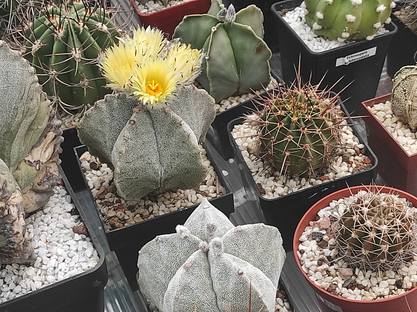 Astrophytum Myriostigma   16