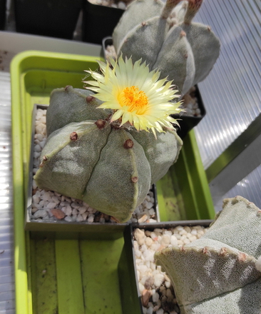 Astrophytum Myriostigma   28