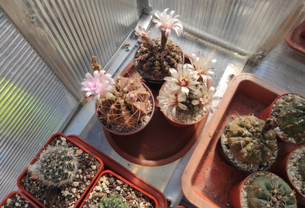Gymnocalycium 02