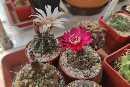 Gymnocalycium 16