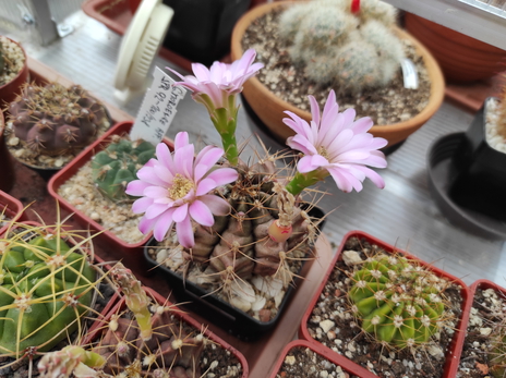 Gymnocalycium mihanovichii v.fridrichii   11