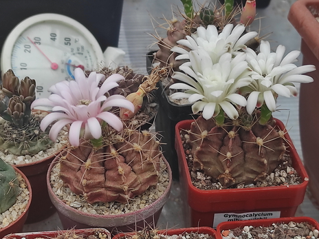 Gymnocalycium mihanovichii v.fridrichii   23