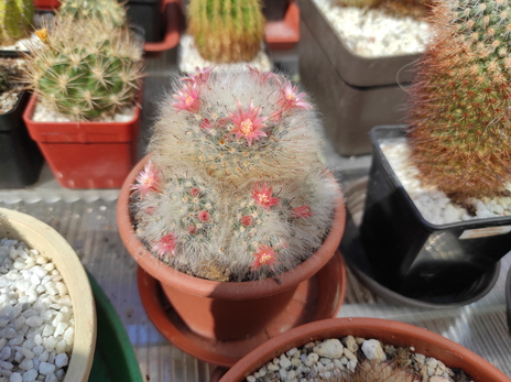 Mammillaria bocasana  00