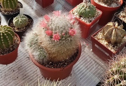 Mammillaria bocasana  01