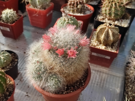 Mammillaria bocasana  03