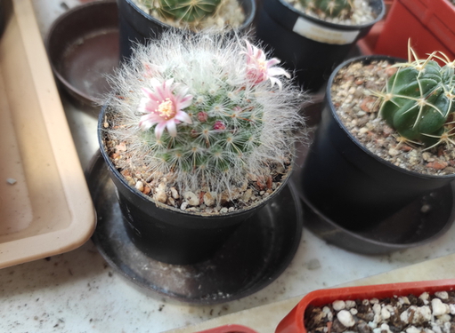 Mammillaria guelzowiana  0