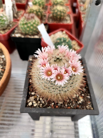 Mammillaria pennispinosa  00