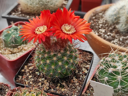Parodia sanguiniflora  04