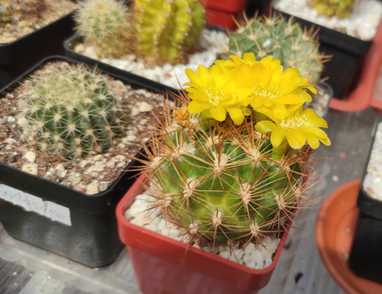 Rebutia neocumingii subs.Pilcomayensis 04