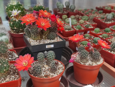 Rebutia pygmaea 01