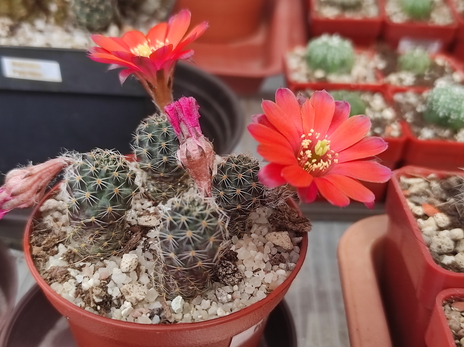 Rebutia pygmaea 03