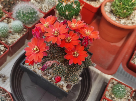 Rebutia pygmaea 09