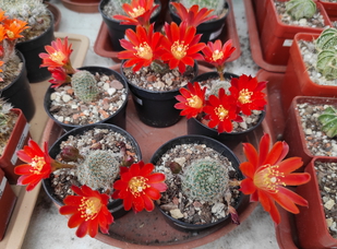 Aylostera fiebrigi 08