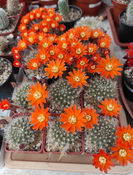 Aylostera flavistylai 01