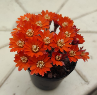 Aylostera flavistylai 06