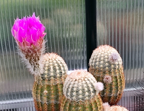 Echinocereus rigidissimus  02