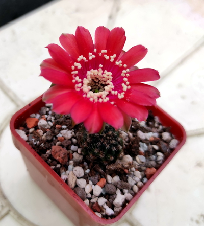Echinopsis sp.Black John  07