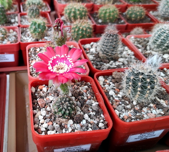 Echinopsis sp.Black John  10