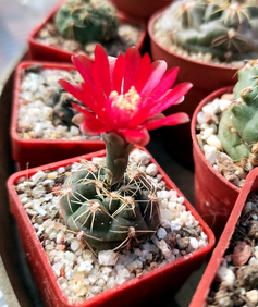 Gymnocalycium baldinium 04