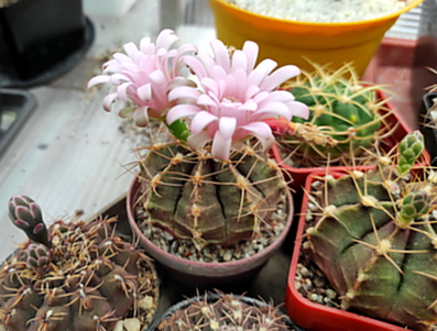 Gymnocalycium mihanovichii v.fridrichii   05