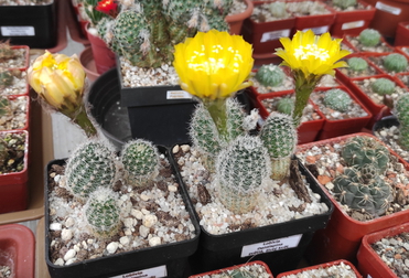 Lobivia Densispina 04