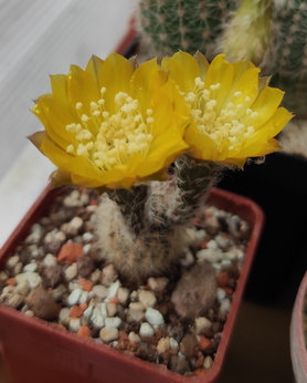 Lobivia Densispina 07