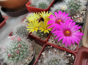 Mammillaria  01