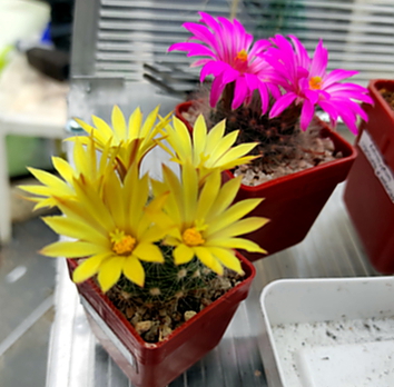 Mammillaria  07