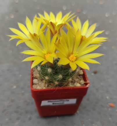 Mammillaria baumii  04