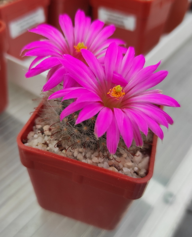 Mammillaria guelzowiana  02