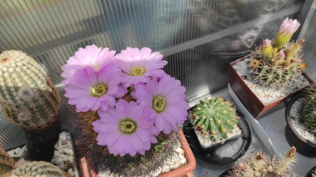 8 - Acanthocalycium violaceum 08