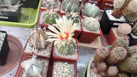 8 - Astrophytum asterias 03