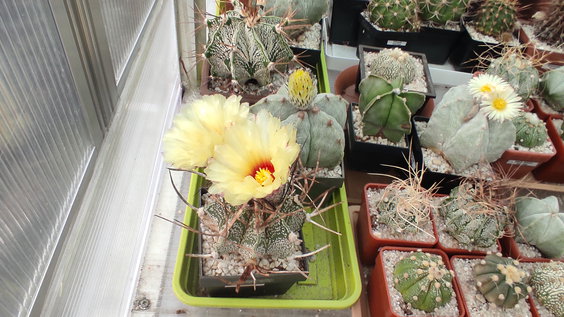 8 - Astrophytum capricorne 04