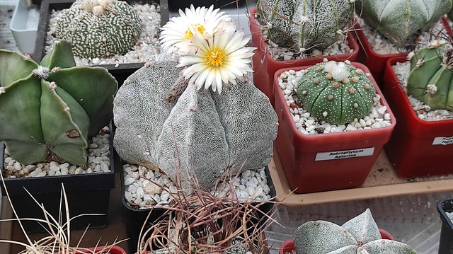 8 - Astrophytum Myriostigma  v.strongylogonum 02