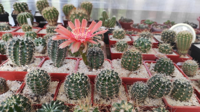8 - Echinopsis Paramont 01