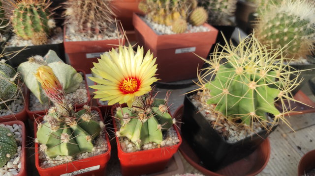 9 - Astrophytum multihybrid 01